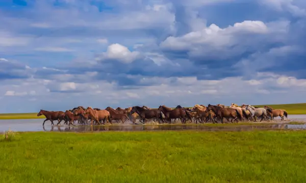 Herd of horses running across a steppe river