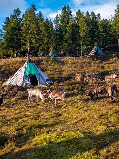 Reindeer herder camp with teepees in the northern Mongolian taiga