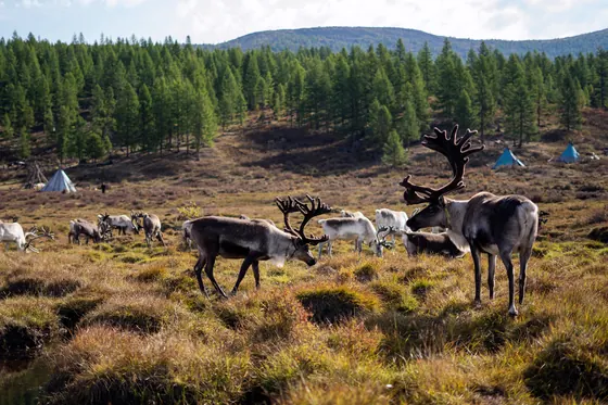 Reindeer with large antlers grazing in the taiga