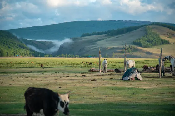 Wide valley with forested hills and grazing animals