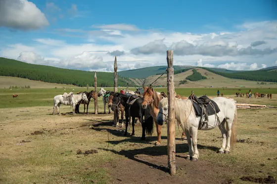 Saddled horses tied to wooden posts on the steppe