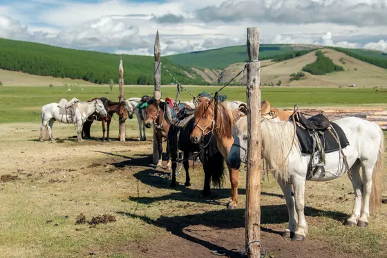 Horses saddled and ready for the ride into the taiga