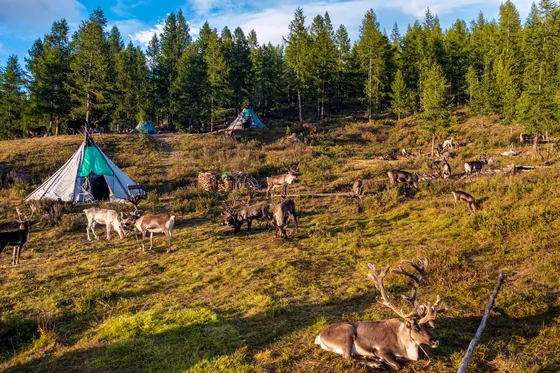 Reindeer resting near teepees at the edge of the forest