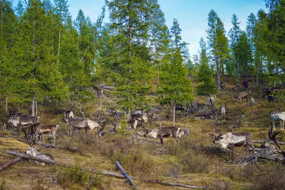 Herd of reindeer grazing among larch trees