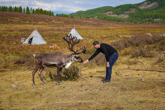 Traveller feeding a reindeer next to the teepees