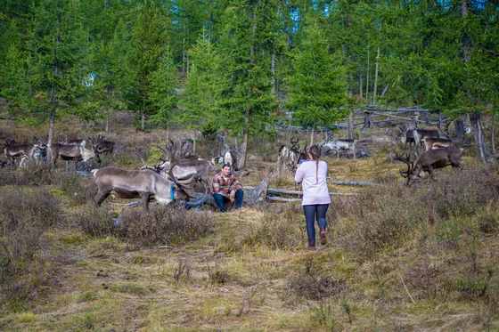 Traveller walking through the reindeer camp in the forest